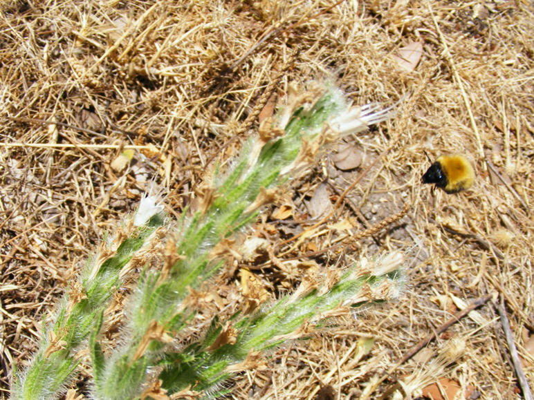 Bombo giallo con testa nera